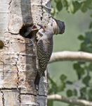 Northern Flickers 8395